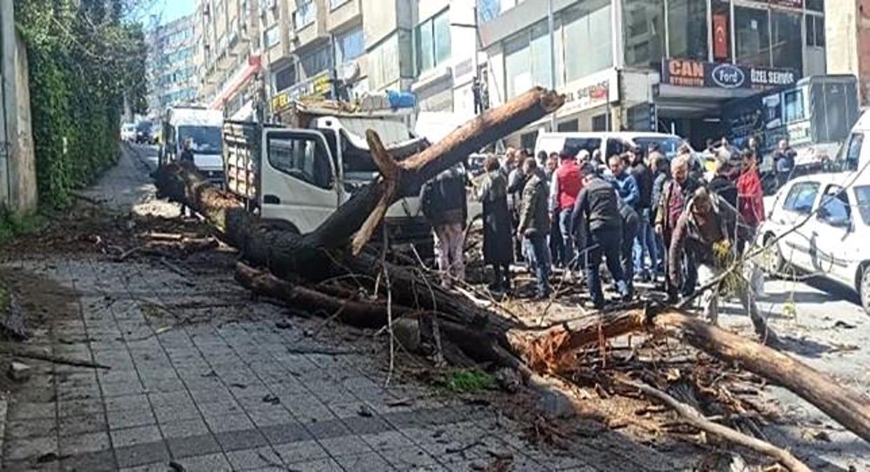 Kağıthane’de kavak ağacı kamyonetin üstüne devrildi